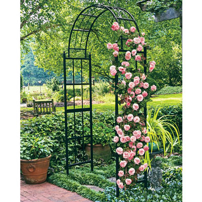 Pearly Gates<sup>™</sup> Climbing Rose 