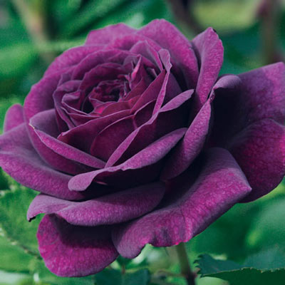 Ebb Tide<sup>™</sup> Floribunda Rose