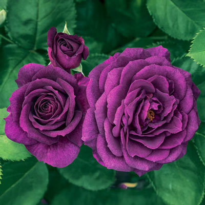 Floribunda Rose Ebb Tide<sup>™</sup>