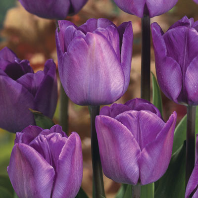 Triumph Tulip Magic Lavender