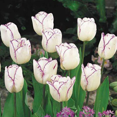 Triumph Tulip Shirley