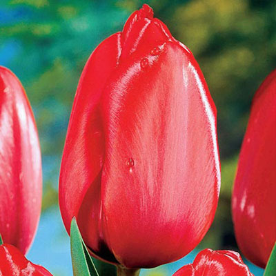Darwin Hybrid Tulip Red Impression