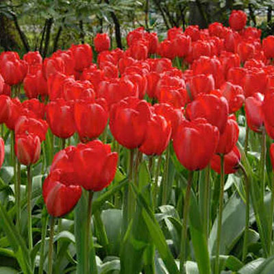 Darwin Hybrid Tulip Red Impression