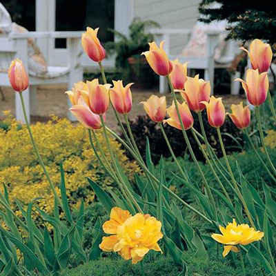 Late-Flowering Tulip Blushing Beauty
