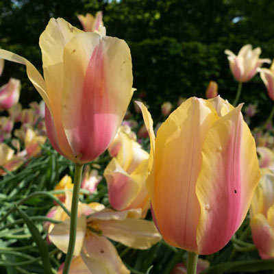 Late-Flowering Tulip Blushing Beauty