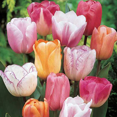 Pastel Mayflowering Tulip Mix