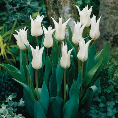 Lily Flowering Tulip Tres Chic