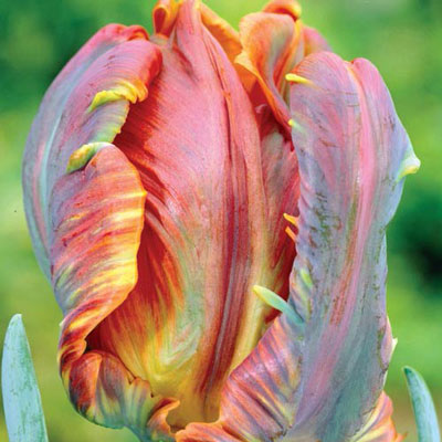 Parrot Tulip Blumex
