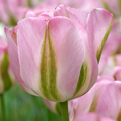 Viridiflora Late-Flowering Tulip Greenland