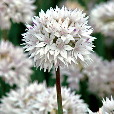 Allium Graceful