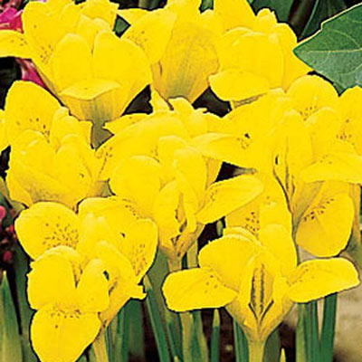 Iris Reticulata 'Danfordiae'