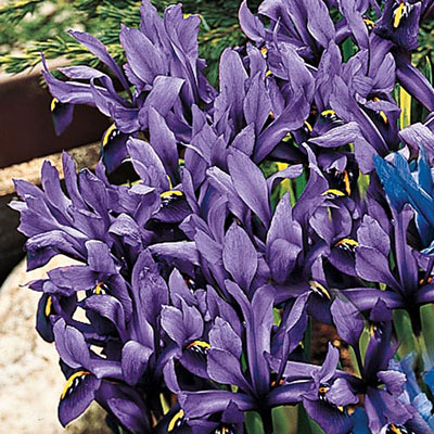 Iris reticulata J.S. Dijt