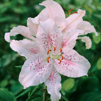 Oriental Lily Muscadet