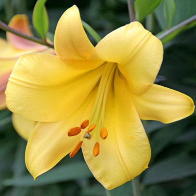 Trumpet Lily Golden Splendor
