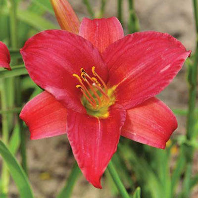 Daylily Little Business