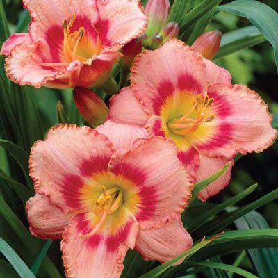 Daylily Strawberry Candy