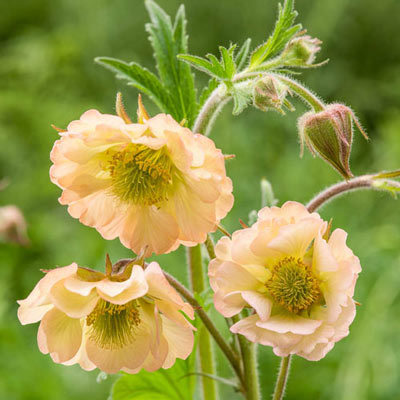Geum Apricot Pearl