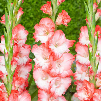 Gladiolus Pink Lady