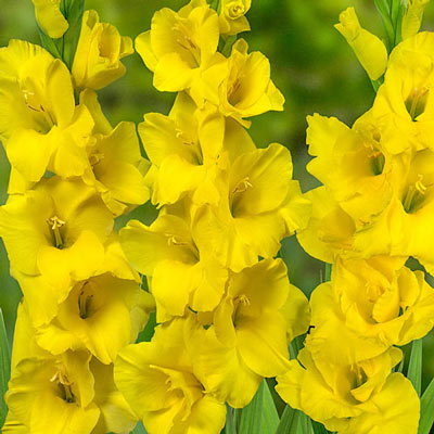 Gladiolus Yellowa