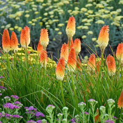 Red Hot Poker Hot and Cold