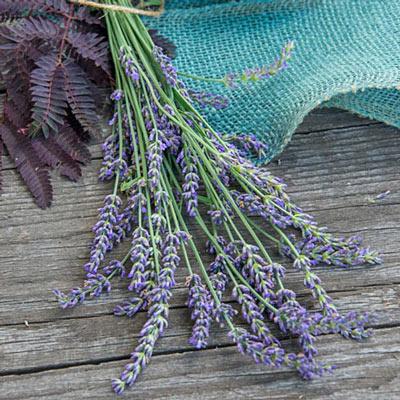 English Lavender Hidcote