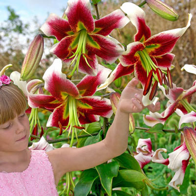 Giant Hybrid Lily Leslie Woodriff