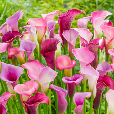 Out in Style Calla Lily Blend