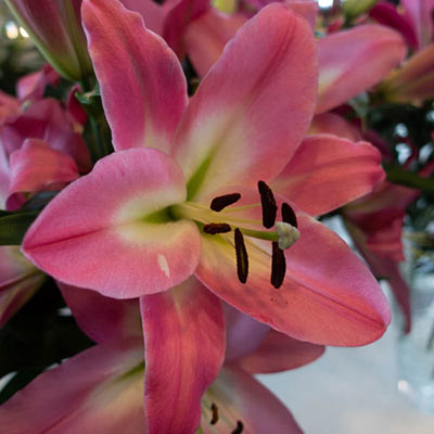 Oriental Lily Albareto