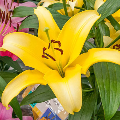 Asiatic Lily Yellow Power