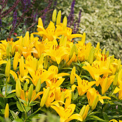 Asiatic Lily Yellow Power