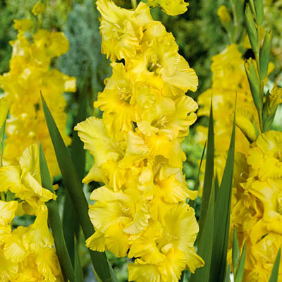Gladiolus Strong Gold