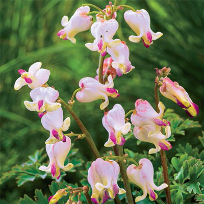 Dicentra Love Hearts<sup>®</sup>