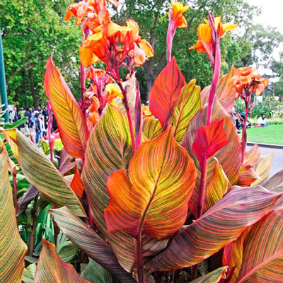Variegated Giant Canna Phasion