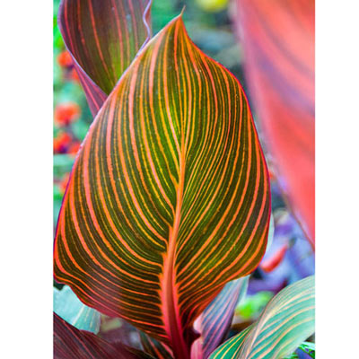 Variegated Giant Canna Phasion