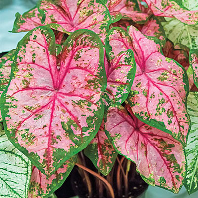 Caladium Carolyn Whorton