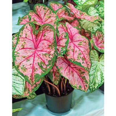 Caladium Carolyn Whorton