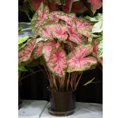 Caladium Carolyn Whorton