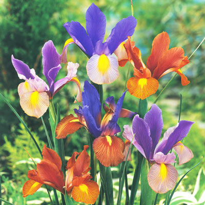 Dutch Iris Beauty Mix