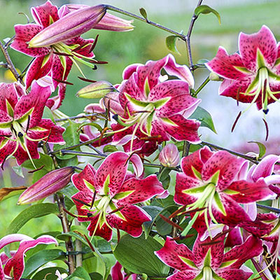 Old-Favorite Lilies Speciosum 'Scarlet Delight'