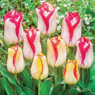 Triumph Tulip Aquarel | K. van Bourgondien