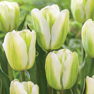 Viridiflora Late-Flowering Tulip Green Spirit