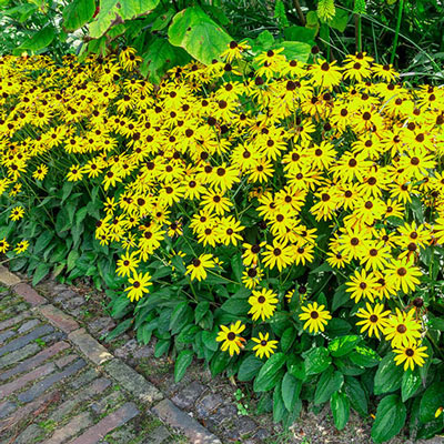 Rudbeckia fulgida 'Goldsturm'