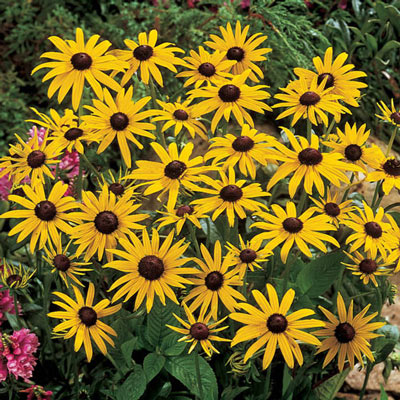 Black-Eyed Susan