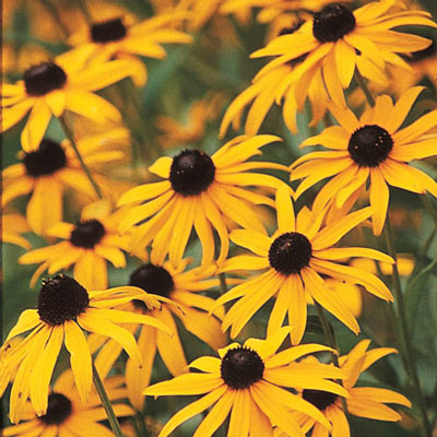 Black-Eyed Susan