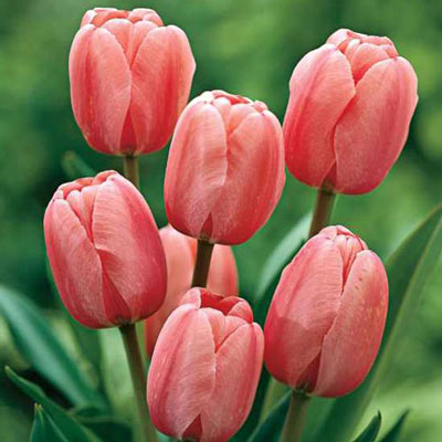 Darwin Hybrid Tulip Pink Impression