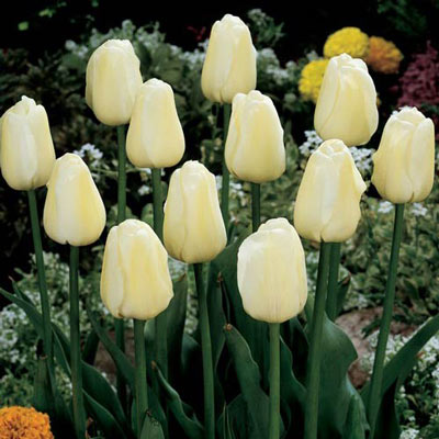Darwin Hybrid Tulip Ivory Floradale