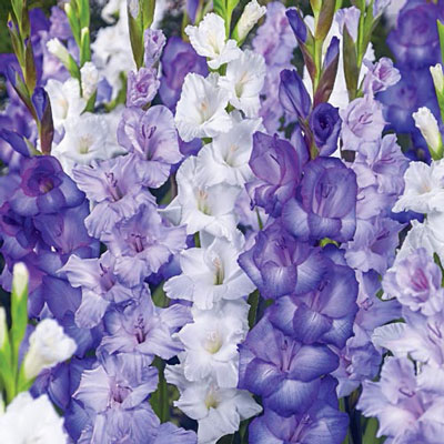 Cool Blue Gladiolus Blend
