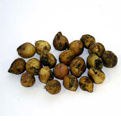 Wood Hyacinth Mix (Hyacinthoides hispanica)