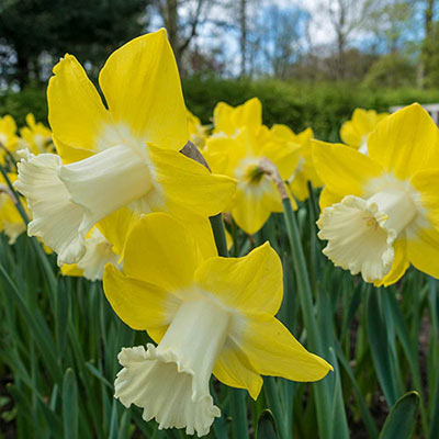 Giant Trumpet Daffodil Teal