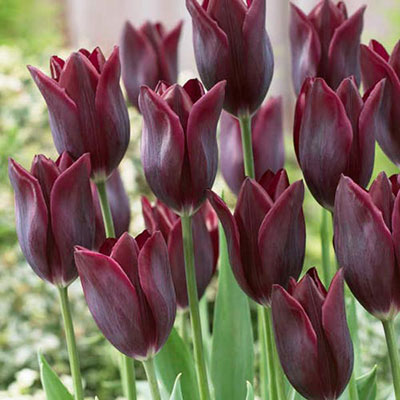 Late-Flowering Tulip Lasting Love